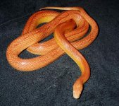 drusilla2.jpg