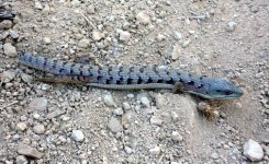 alligatorlizard03.jpg