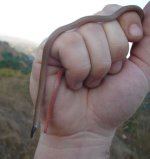 blackhand01.jpg
