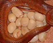 bloodredeier300303.2.jpg