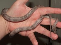 091206 pewter (4).JPG