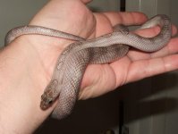 091206 pewter (6).JPG