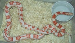 orange_candy_0806.jpg