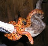 coatl1202cr.jpg