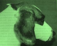 Tape Muzzle.jpg