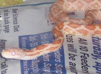 peaches pic.jpg