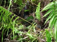 Cottonmouth 1.jpg