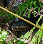 cottonmouth 2.jpg