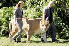 liger1.jpg
