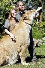 liger2.jpg