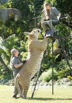 liger3.jpg