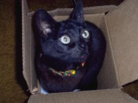 kitty box.jpg