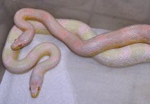 PinkSnows.JPG