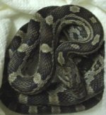 black albino.jpg