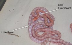 ao babies 004a.jpg