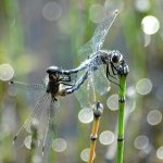 Dragonfly mating.jpg