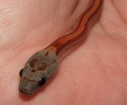 091406 carol (1).JPG