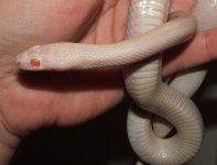 091406 ophelia (13).JPG