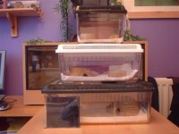 snake tanks (small).jpg