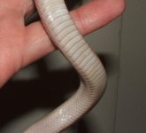 091406 ophelia (5).JPG