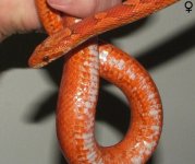 062306 hedda fs.JPG