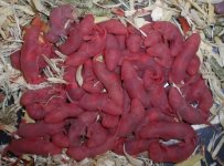 43 pinkies crop rsz.jpg