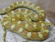 Ultra caramel Het motley.JPG