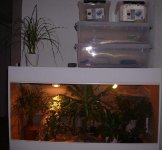 terrariums2.JPG