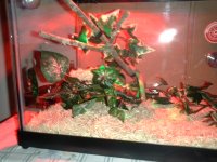 Updated Viv 004.JPG
