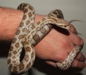 082606 leroy (3).JPG