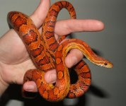 052906 abigail fs (12).JPG