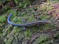 blue-tailed skink.jpg