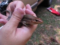 skink2.jpg