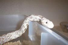 frostedhead1.jpg