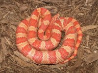 mrs snake 002 (small).jpg