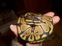 CIMG1541copyfemale.jpg