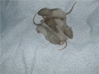 baby rats 1week2.jpg