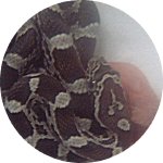 anery 17-09-02 2.jpg