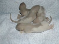 babys rats 1 week.jpg