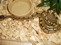 CIMG1552copyfemale.jpg