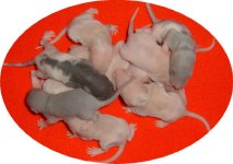 Ratties.jpg