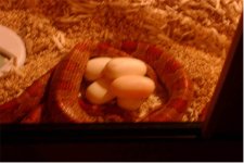 snakeeggs4 copy.jpg