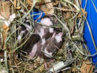 litter19-1.jpg