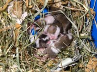 litter19-01b.jpg