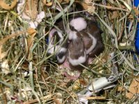 litter19-01c.jpg