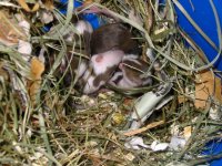 litter19-01d.jpg