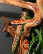 blut-mooi.jpg