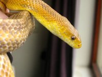 yellow-close2.jpg