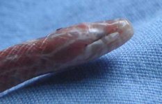 snakehead.jpg