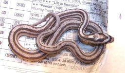 Male Anery motley #90 - pre shed.JPG